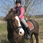 New Forest Deisie´s Delight