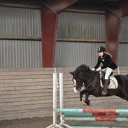 Welsh Cob (sec D) Sunshine Santana - Altid elsket!<3