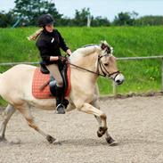 Fjordhest Farmens Kia