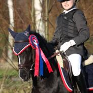 Welsh Pony (sec B) Jula Prince Louis