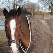 Anden særlig race Meindert [solgt]