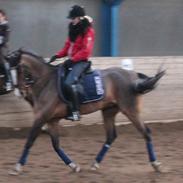 Anden særlig race Meindert [solgt]