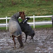 Welsh Pony (sec B) Jula Prince Louis