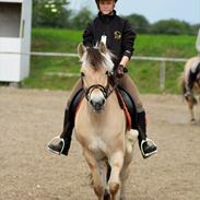 Fjordhest Farmens Kia