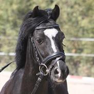 Welsh Pony (sec B) Jula Prince Louis