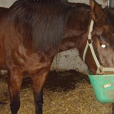 Anden særlig race Zoralla