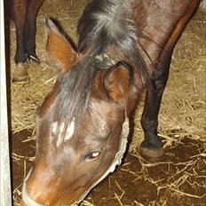 Anden særlig race Zoralla