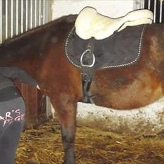 Anden særlig race Zoralla