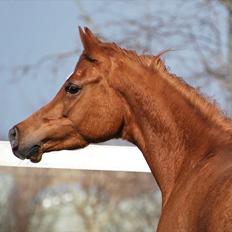 Arabisk fuldblod (OX) Akira El Fabian