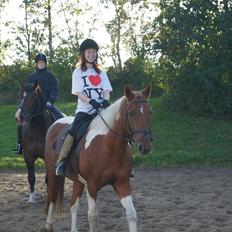 Pinto pintalo min halvpart