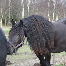 Anden særlig race Amaya #SOLGT#