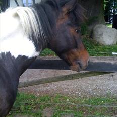 Pinto Lillefyr Part:-)