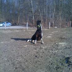 Pinto Lillefyr Part:-)