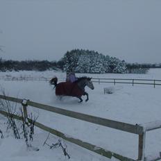 Anden særlig race Fnuggi