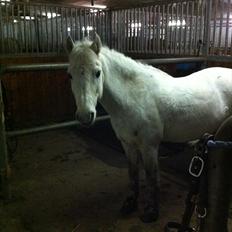 Anden særlig race Bandit "den elskede" :D <3