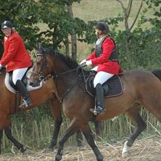 Dansk Varmblod Østergårdens Weltdon