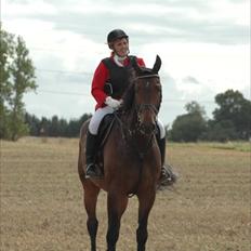 Dansk Varmblod Østergårdens Weltdon