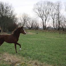 Arabisk fuldblod (OX) CAPH AL CAVKAP OX ** solgt**