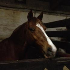 Anden særlig race Maggie<3