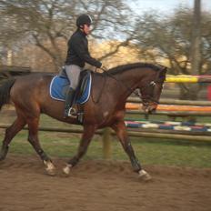 Dansk Varmblod Duelundgårds McKinney