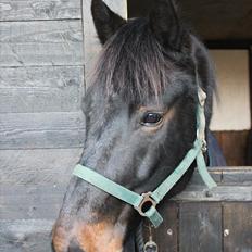Anden særlig race Krumme *Part*