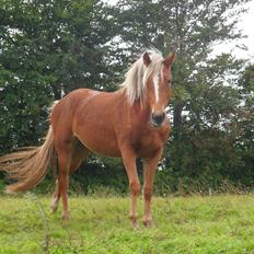 Anden særlig race Solhøjgårds Wafaya