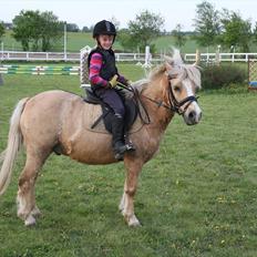 Palomino Kosmo (min egen)  (spring stjernen)