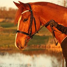 Dansk Varmblod Unicorn's Renoir (Røde)