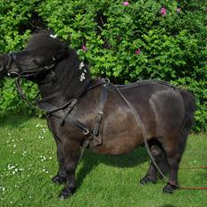 Shetlænder Charlie [RKRR]