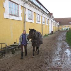 Anden særlig race Pheasant´s Quincy