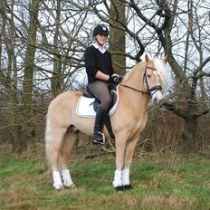 Haflinger Wictor Wican - hingst - solgt