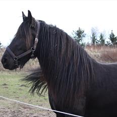 Anden særlig race Amaya #SOLGT#