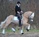 Haflinger Wictor Wican - hingst - solgt