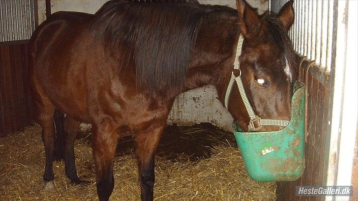 Anden særlig race Zoralla billede 2