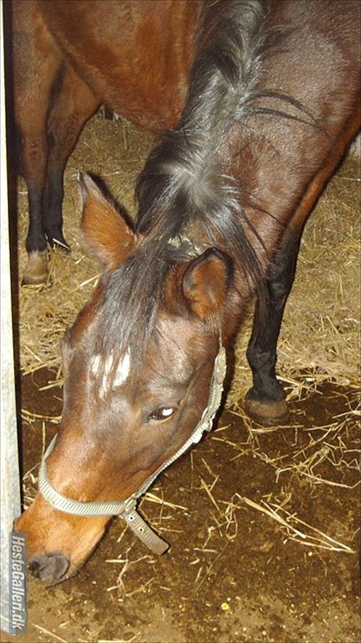 Anden særlig race Zoralla - endlig fri men hyggeligt var det nu af live vel billede 1