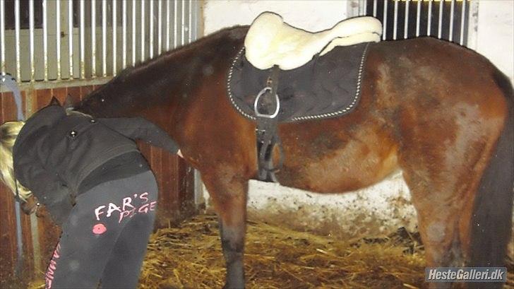 Anden særlig race Zoralla - nyt  billede 3