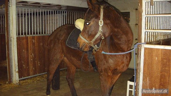 Anden særlig race Zoralla - nyt) hvor bliver du af :) billede 4