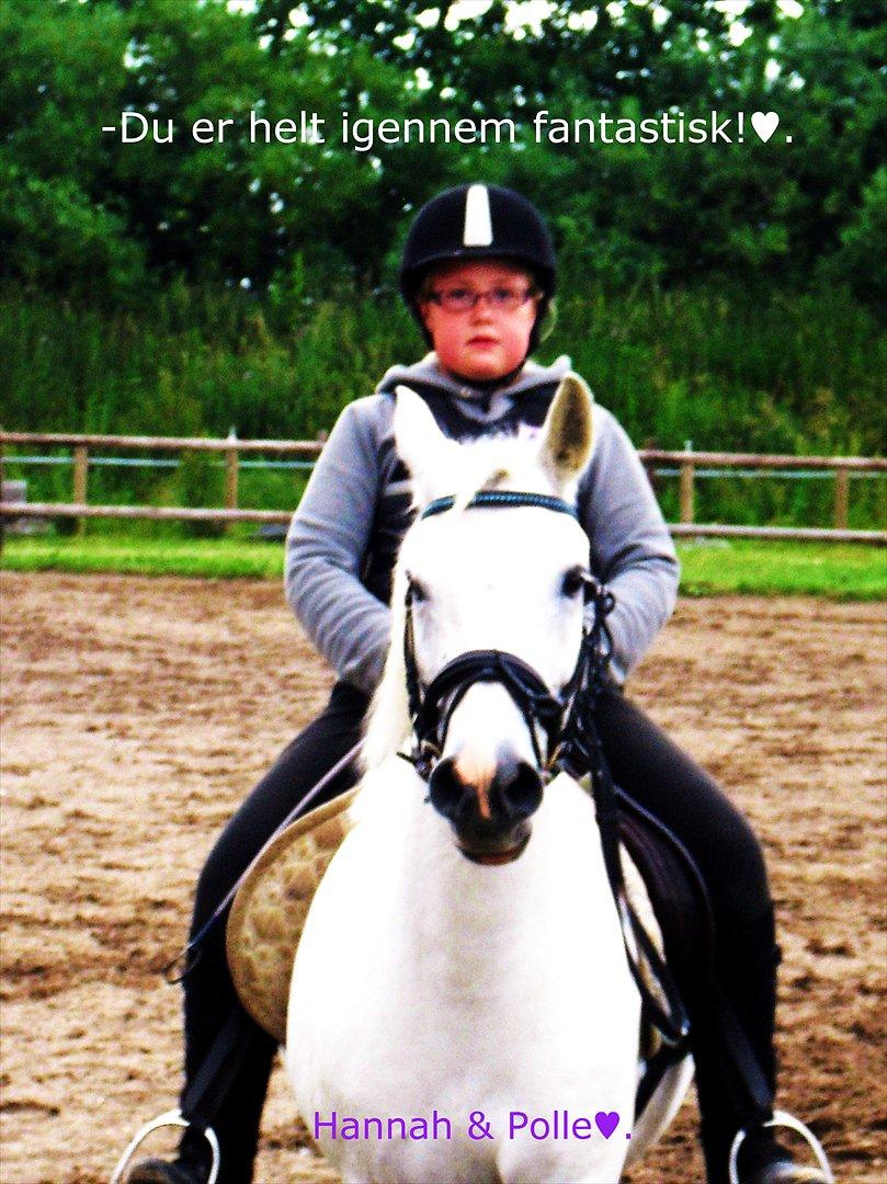 Anden særlig race / Blanding -  Apollon billede 1