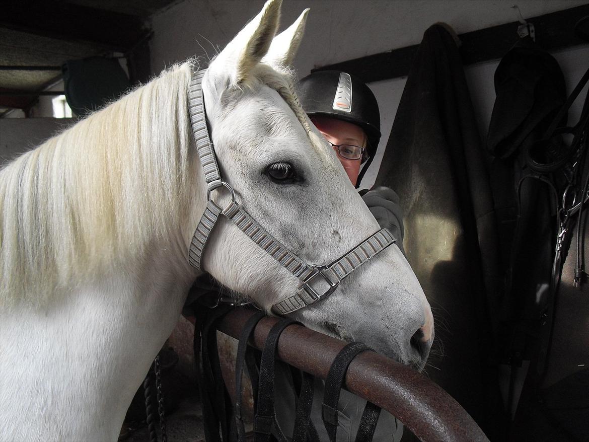 Anden særlig race / Blanding -  Apollon billede 2