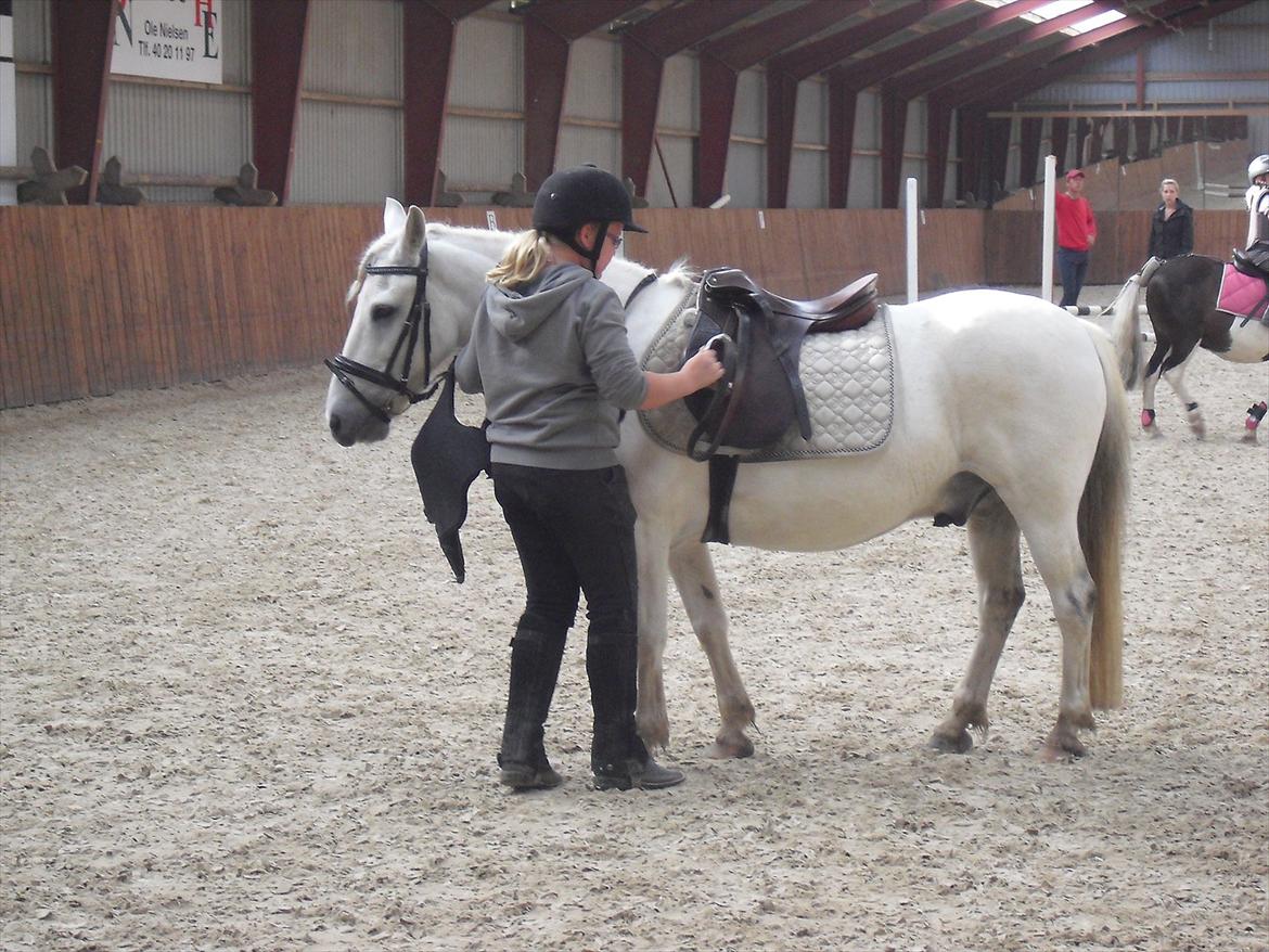 Anden særlig race / Blanding -  Apollon billede 4