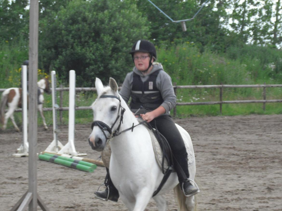 Anden særlig race / Blanding -  Apollon billede 5