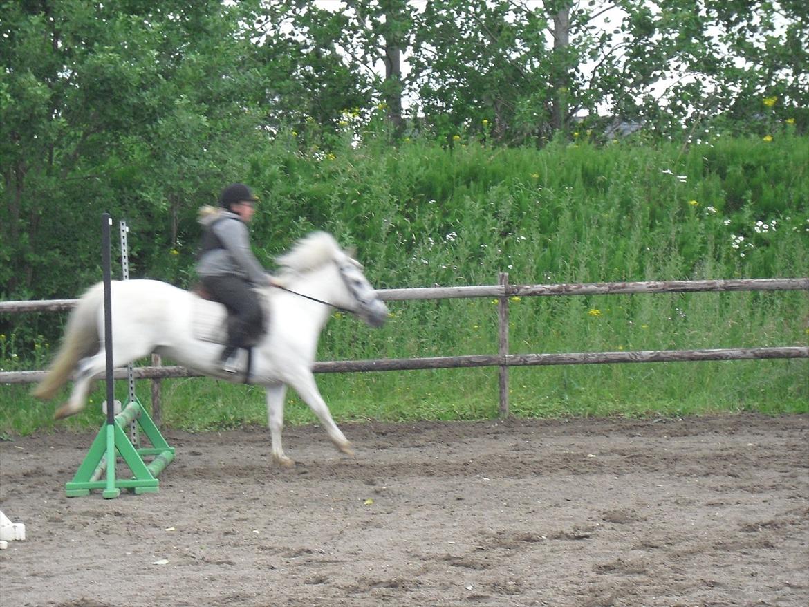 Anden særlig race / Blanding -  Apollon billede 7