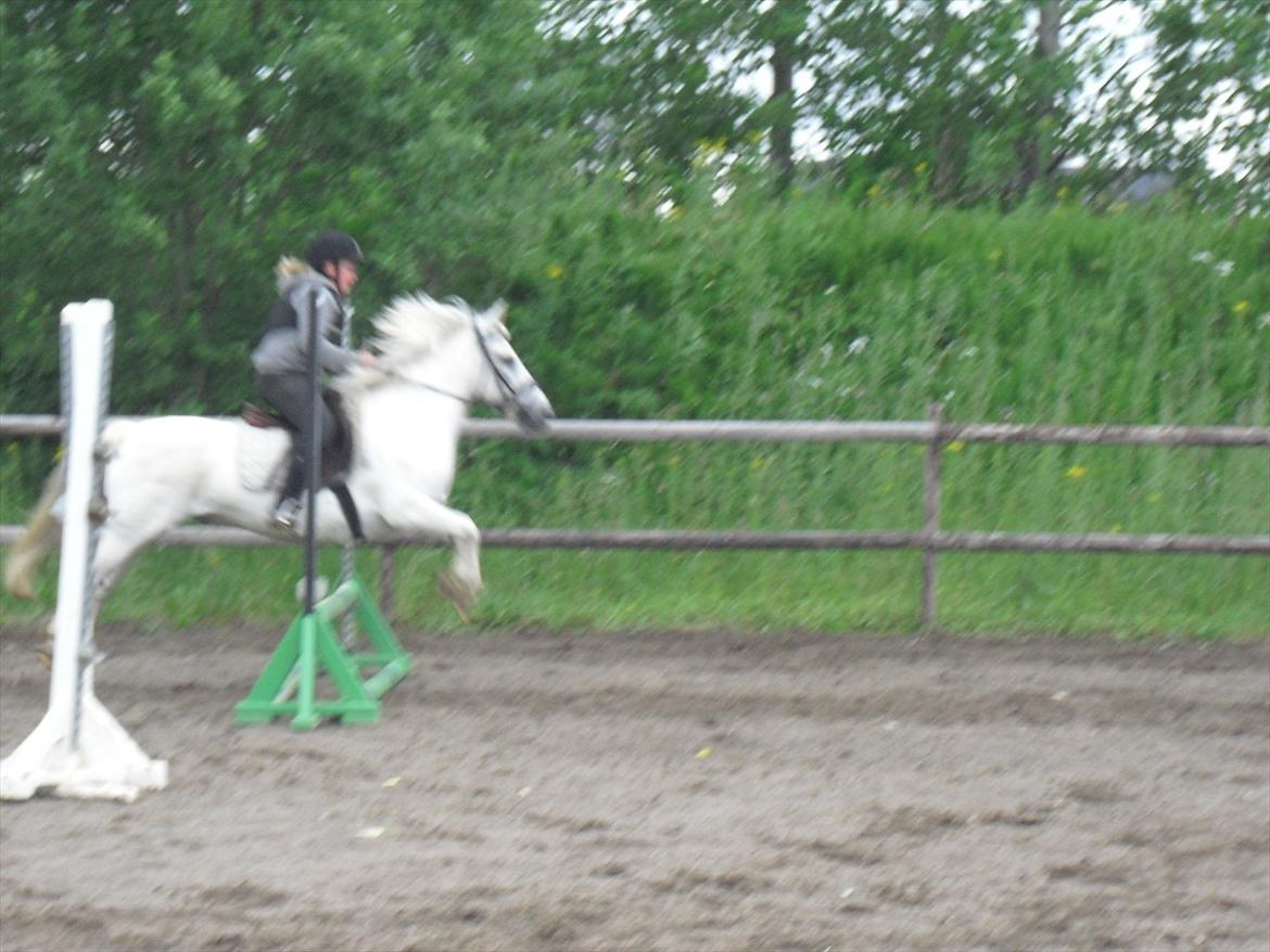 Anden særlig race / Blanding -  Apollon billede 9