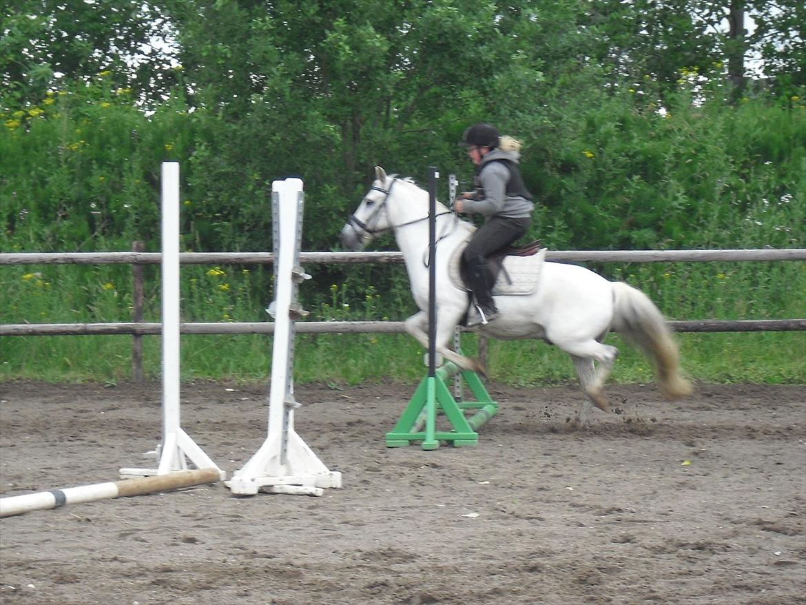 Anden særlig race / Blanding -  Apollon billede 10