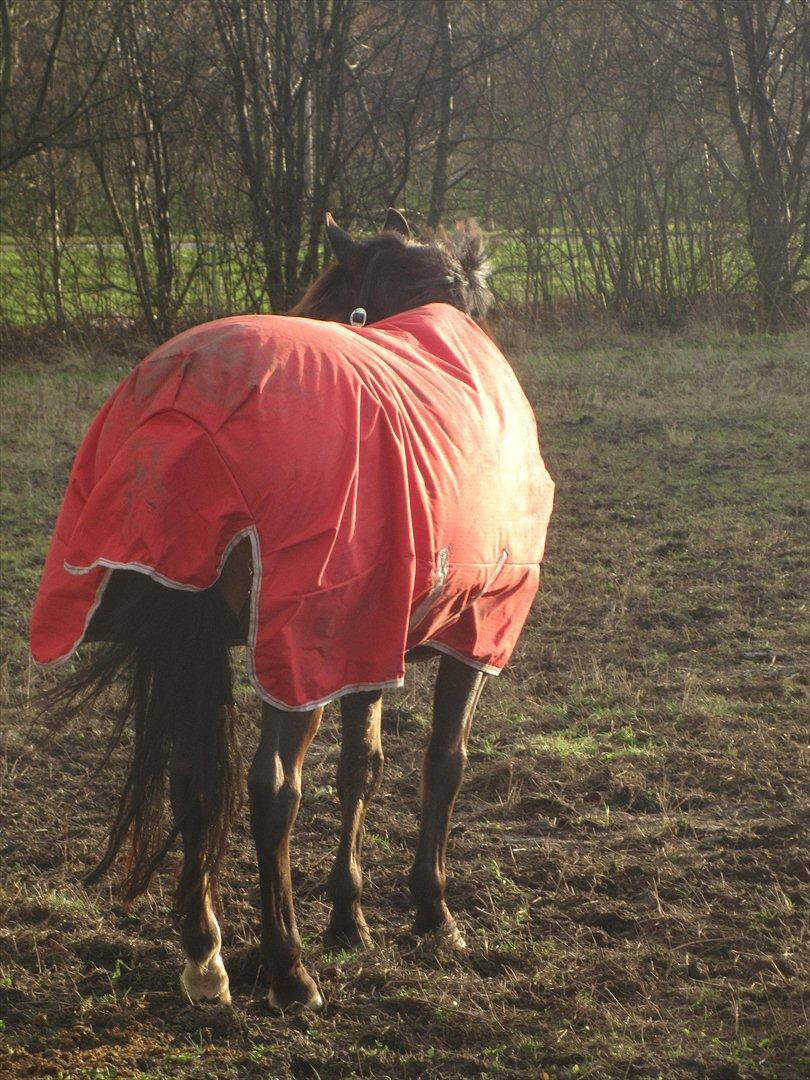 New Forest Lucky billede 19