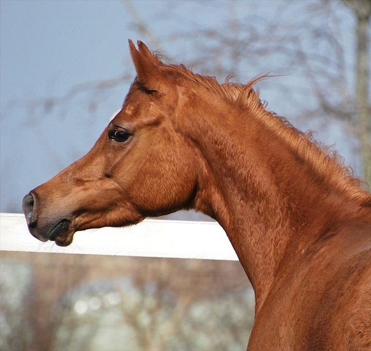 Arabisk fuldblod (OX) Akira El Fabian billede 2