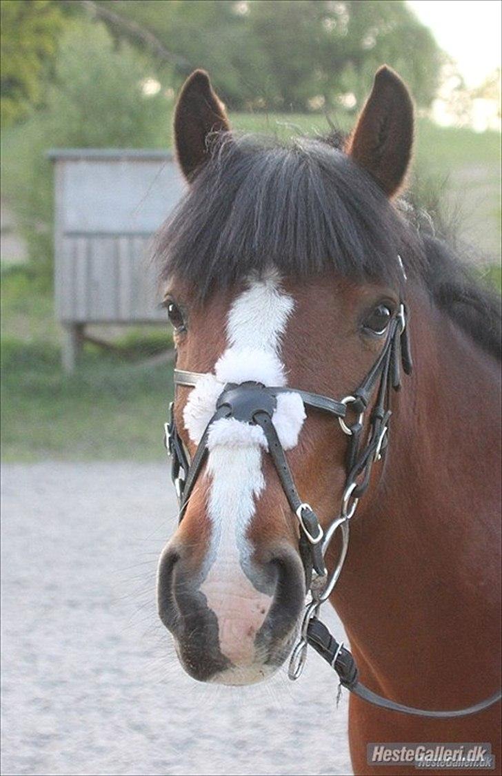 Anden særlig race Kentucky billede 11