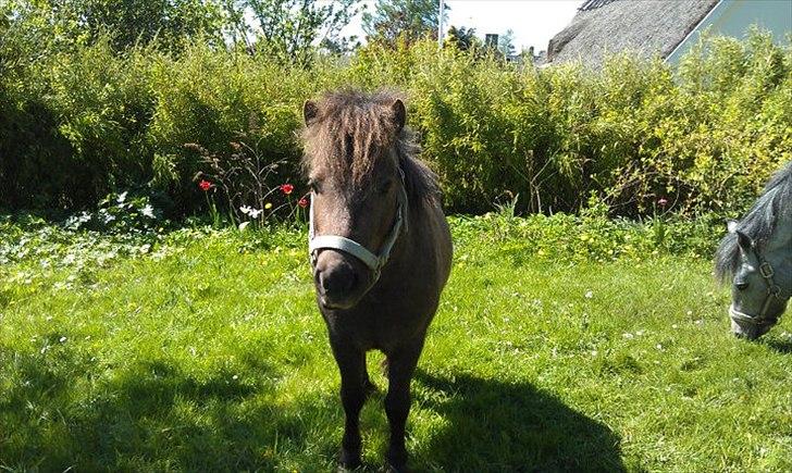 Shetlænder Ellgaard´s Alfa - Haven igen<3 billede 16