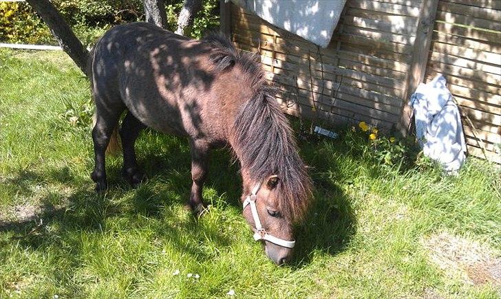 Shetlænder Ellgaard´s Alfa - haven igen igen dejlige dreng<3 billede 17