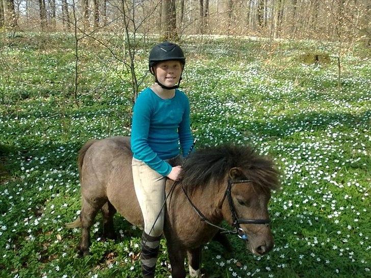 Shetlænder Ellgaard´s Alfa - Skridt tur i skoven for 1½ år siden tror? <3 :-) billede 18